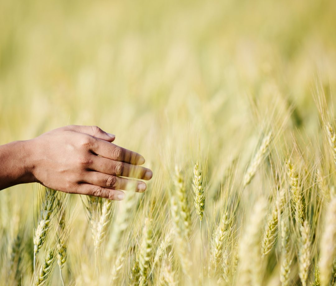 Farmer  barley field enjoying great harvest.